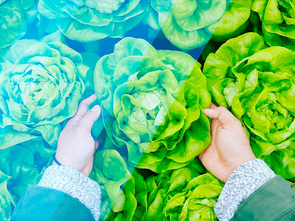 Alimentos
